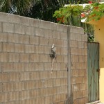 Big Iguana climbing wall