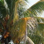 Coconut tree in school courtyard