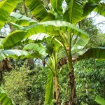 Cocoa Plants