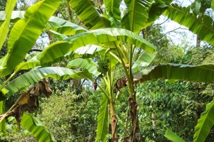 Cocoa Plants