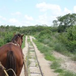 Old track for carts