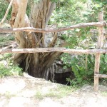 Tree growing at 2nd Cenote roots hang down to water