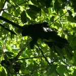 Howler Monkey and baby